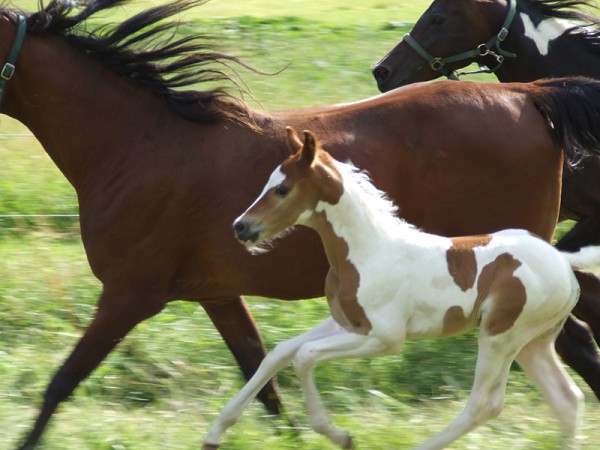 Sahib Ibn Azal als Fohlen